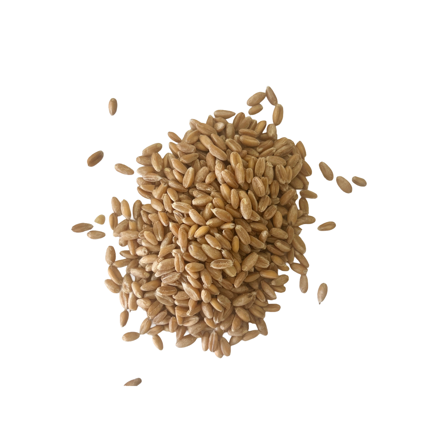 Hard White Wheat berries (organic)