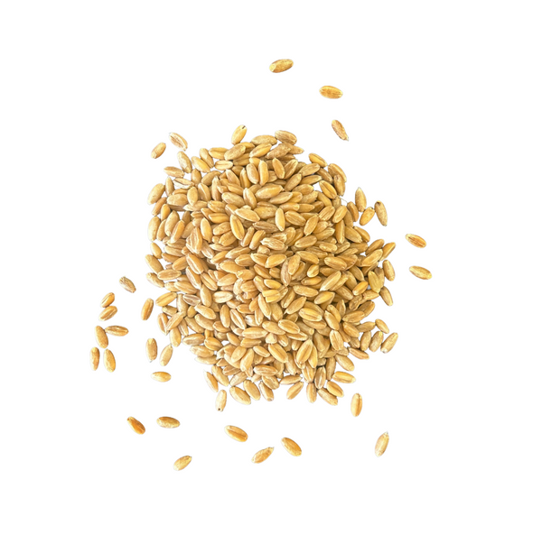 FREE! Storing Grains and Flour