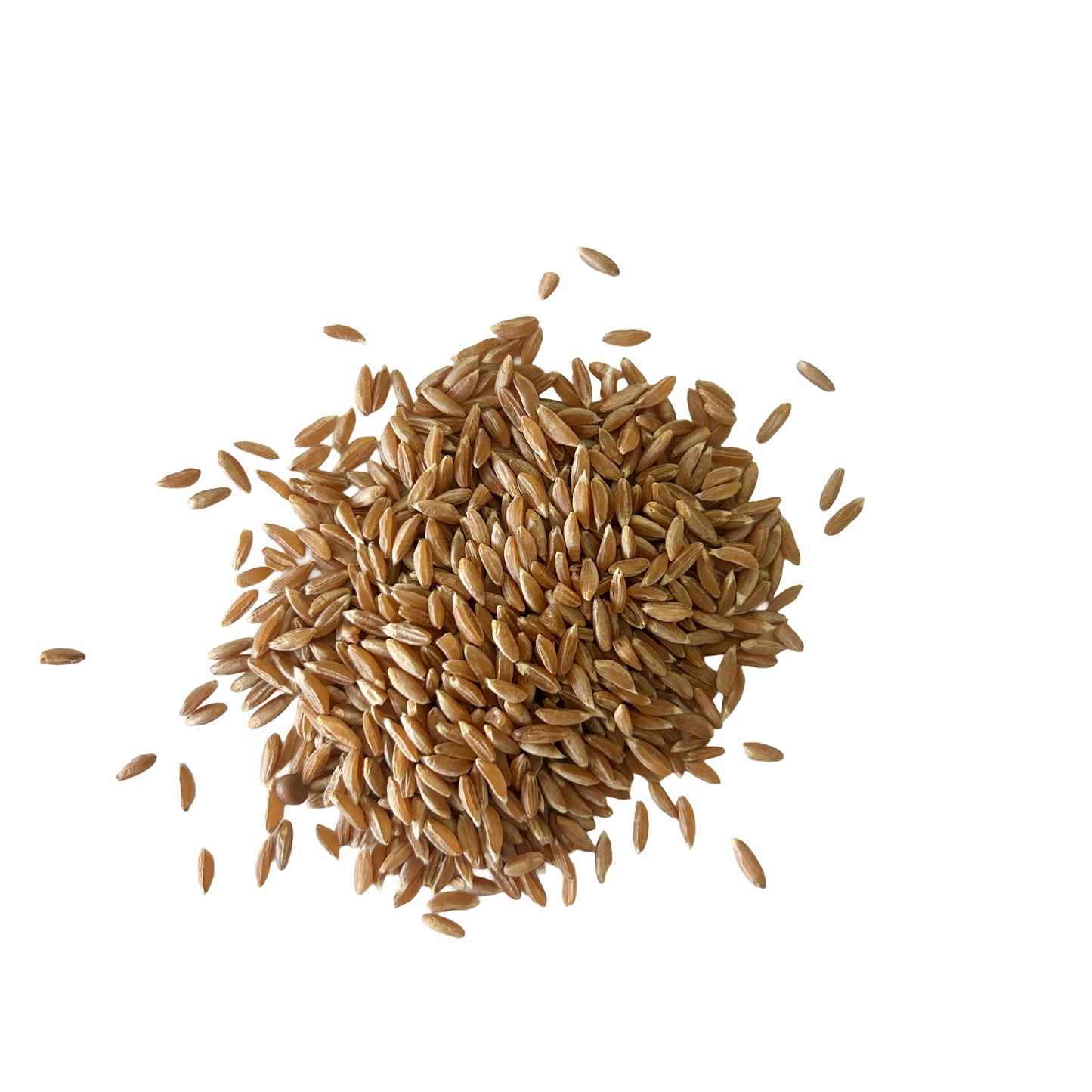 Emmer Berries (organic)