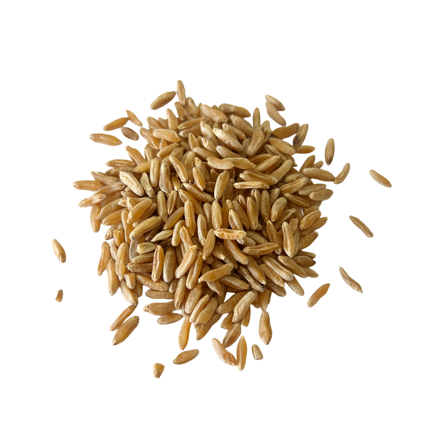 Khorasan Wheat berries, Organic - Similar to Kamut®